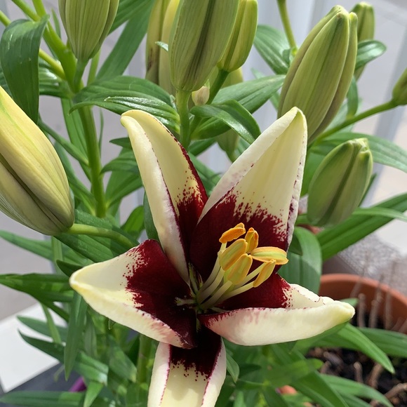 Meet your Posher, Dency - Picture 1 of 1